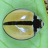 Cheilomenes propinqua